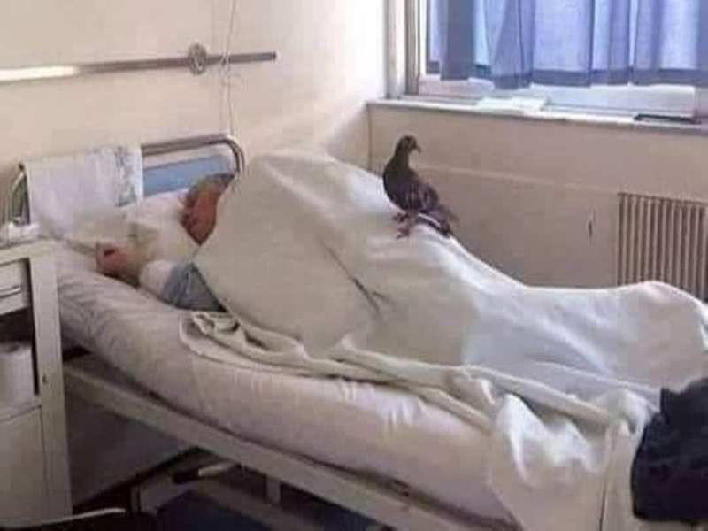 Raipur News: अपनों ने नहीं किया याद, कबूतर मिलने पहुंचा अस्पताल