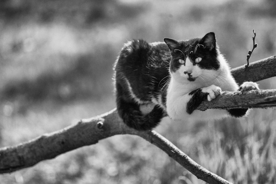 SabrinaBoem 11 gatos fotografía MonorailCats mascotas belleza vidasalvaje animales