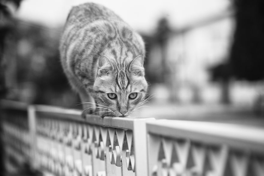 SabrinaBoem 12 gatos fotografía MonorailCats mascotas belleza vidasalvaje animales