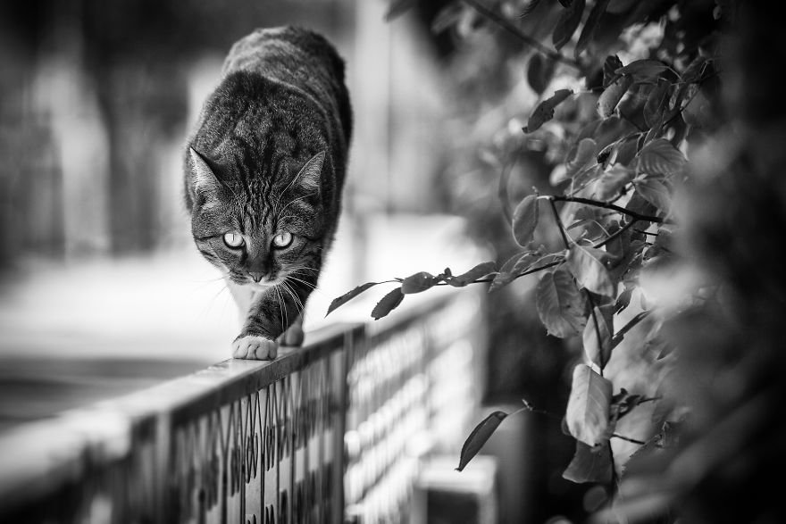 SabrinaBoem 13 gatos fotografía MonorailCats mascotas belleza vidasalvaje animales