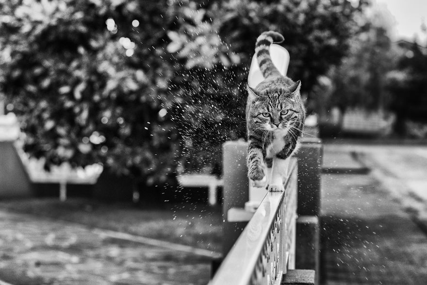 SabrinaBoem 14 gatos fotografía MonorailCats mascotas belleza vidasalvaje animales