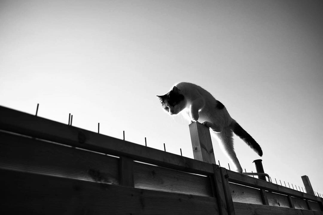 SabrinaBoem 15 gatos fotografía MonorailCats mascotas belleza vidasalvaje animales