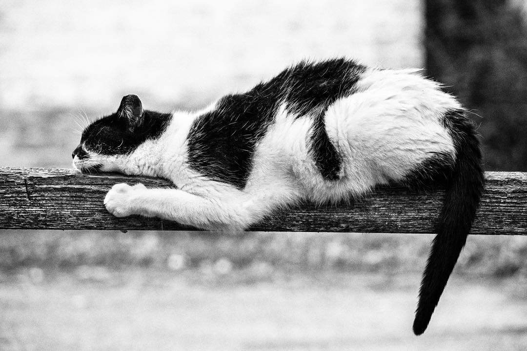 SabrinaBoem 1 gatos fotografía MonorailCats mascotas belleza vidasalvaje animales