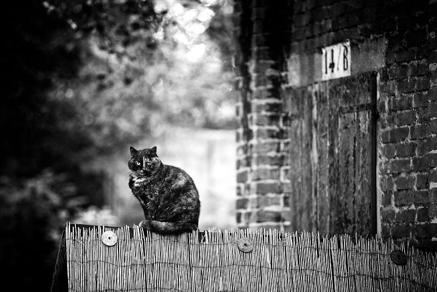 SabrinaBoem 3 gatos fotografía MonorailCats mascotas belleza vidasalvaje animales