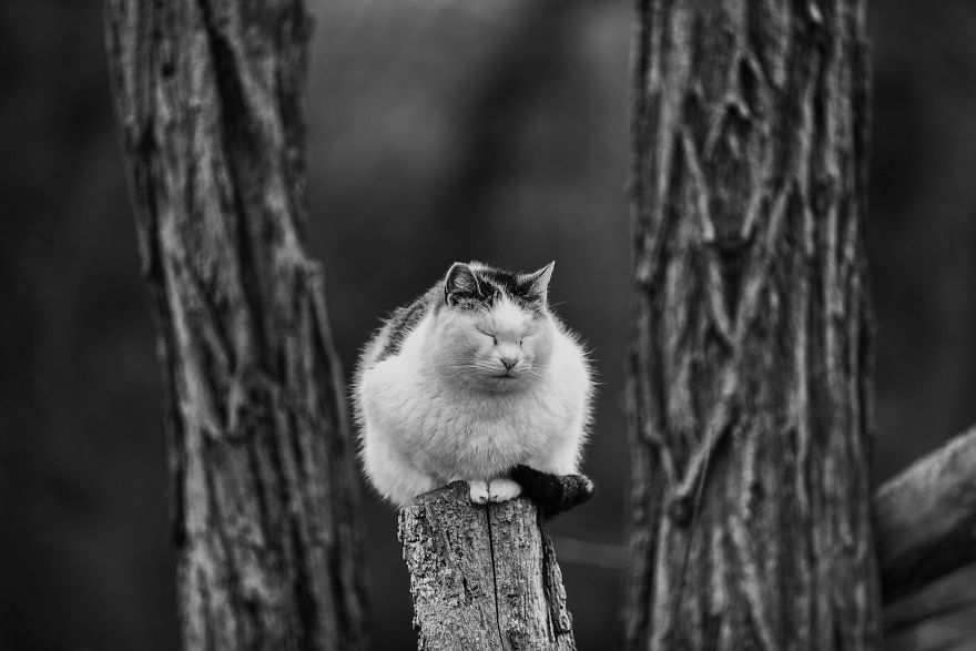 SabrinaBoem 4 gatos fotografía MonorailCats mascotas belleza vidasalvaje animales