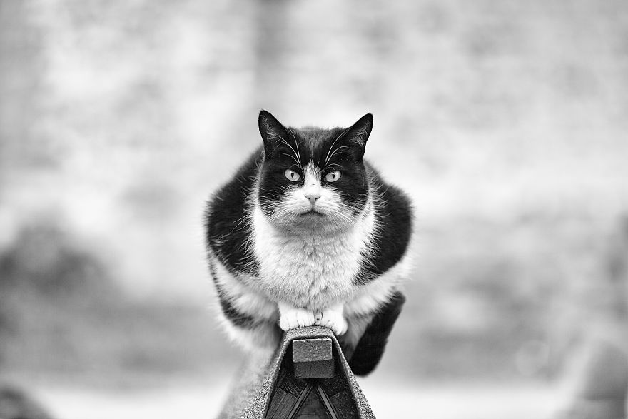 SabrinaBoem 6 gatos fotografía MonorailCats mascotas belleza vidasalvaje animales