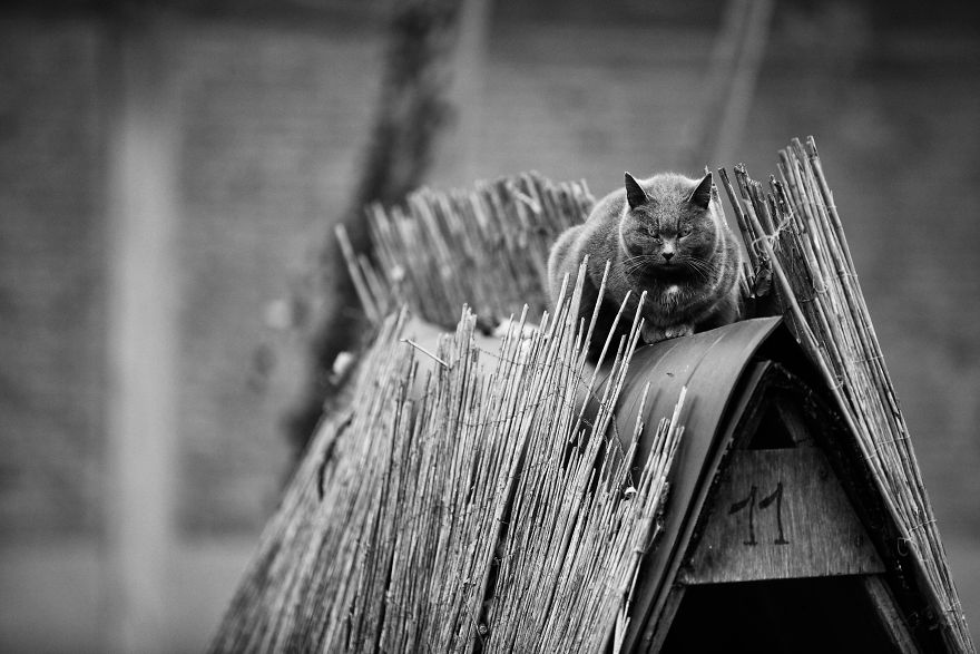 SabrinaBoem 7 gatos fotografía MonorailCats mascotas belleza vidasalvaje animales