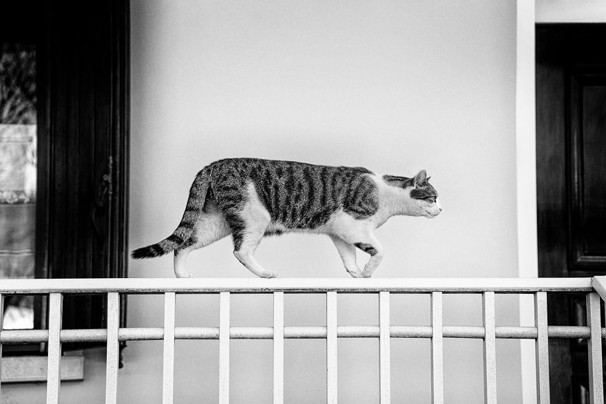SabrinaBoem 8 gatos fotografía MonorailCats mascotas belleza vidasalvaje animales