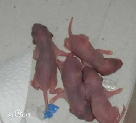 crudeltà sugli animali - topi mangiati vivi