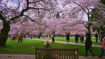 Image for gallery: Mild winter triggers early blooms, but may delay cherry blossoms on UW campus