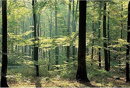 Enchanted Forest High Definition Wall Mural HUGE 12ft 6in Wide x 9ft High Covers an Entire Wall!