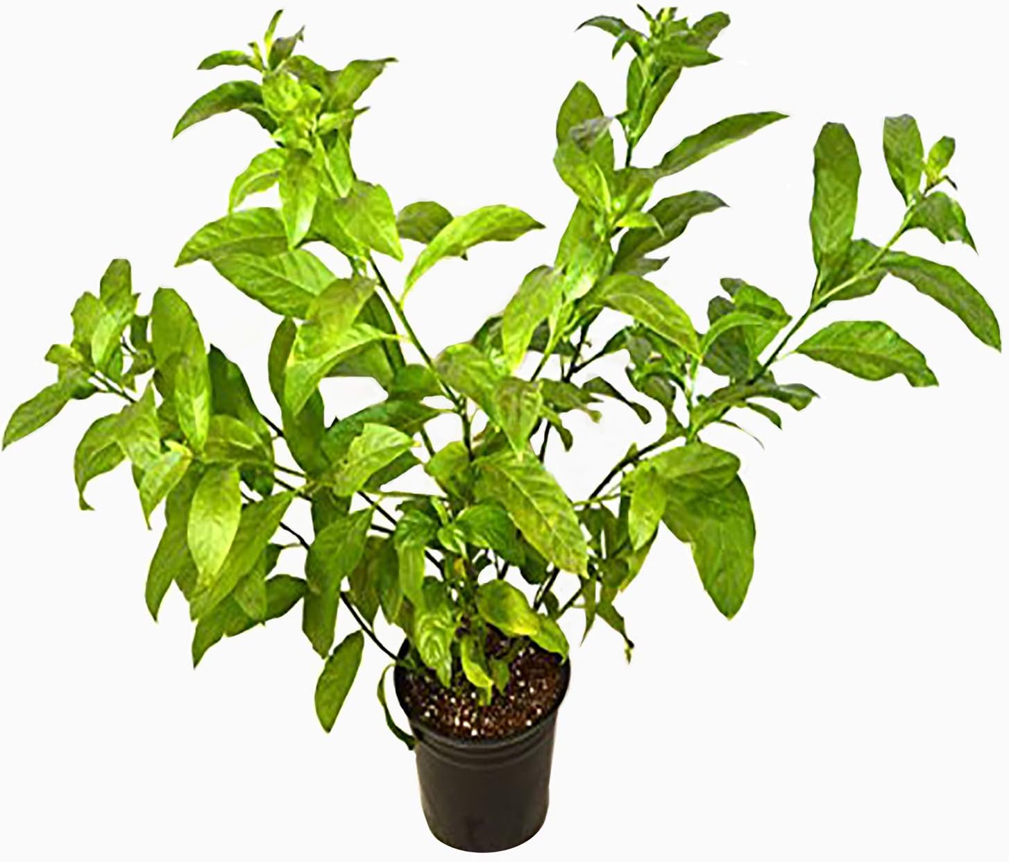 9GreenBox - Jasmine Night Blooming Plant - Cestrum 1 Gal